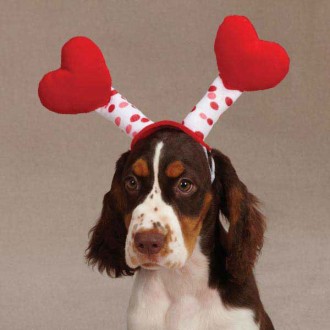 Herzchen-Antennen f�r Hunde