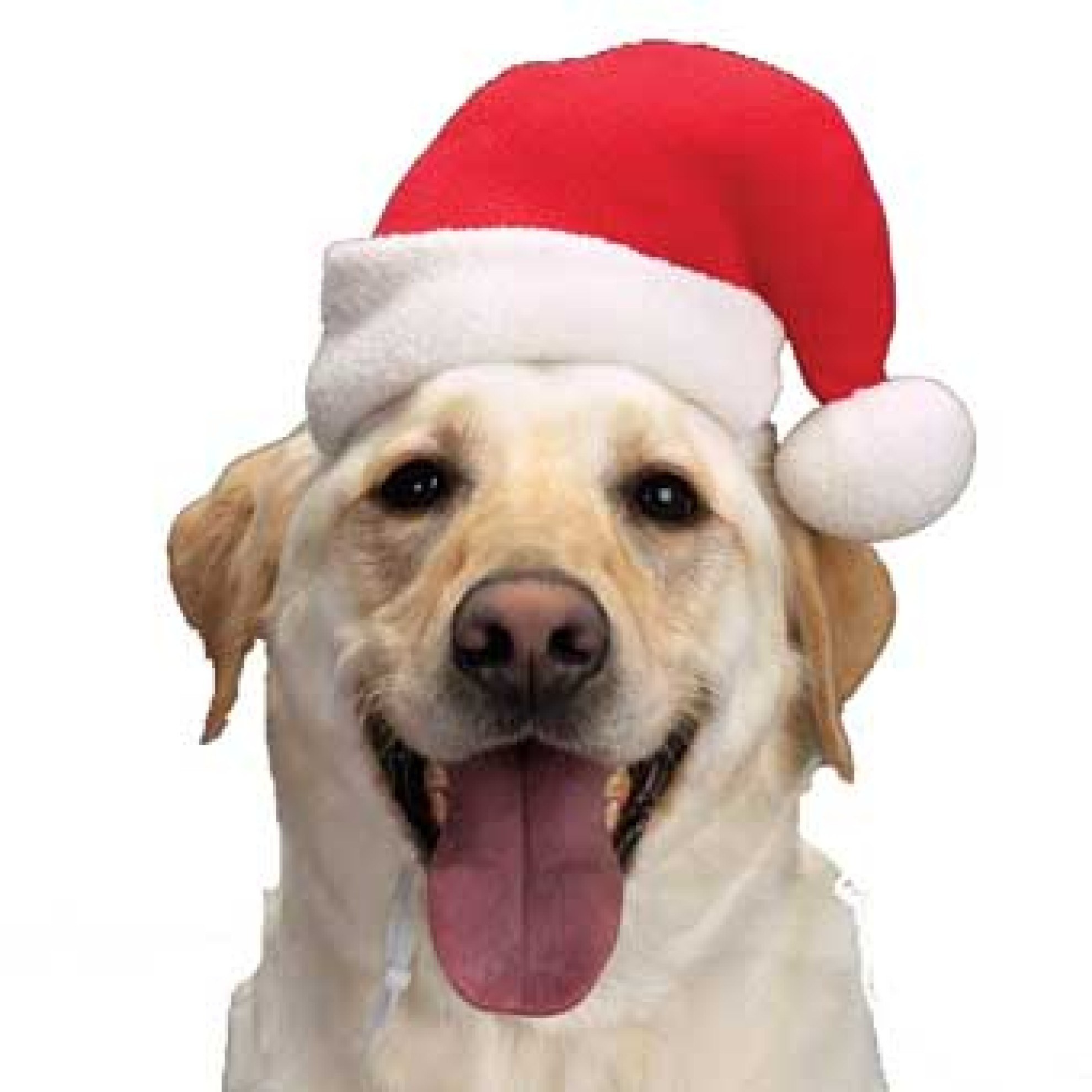 Weihnachtsmütze für Hunde, HundeWeihnachtsmütze