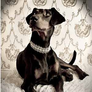 Hundefotografie