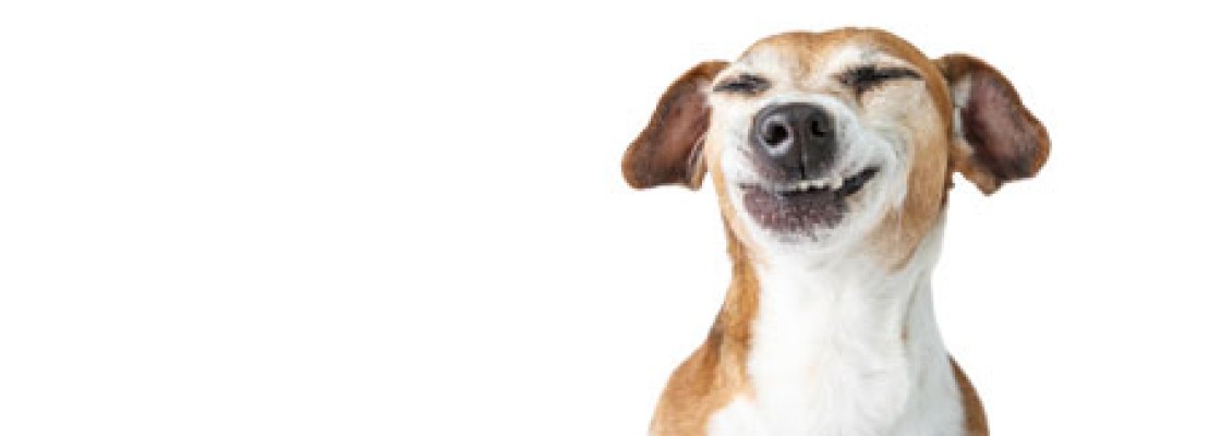 Rattan-Hundebox Nizza camel, Hundetransportbox, Hundetransportkäfig