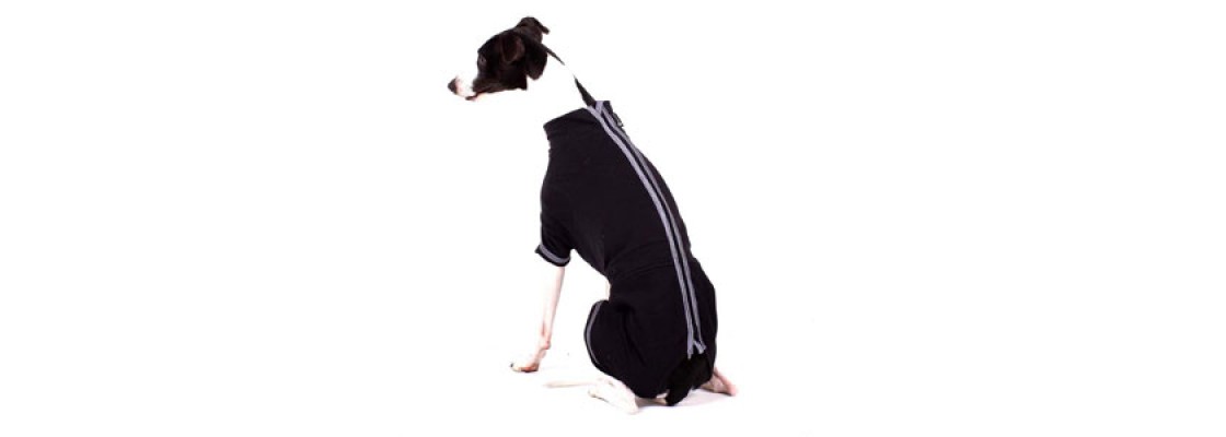 Windhund Shirts Windhund Unterwasche Online Kaufen