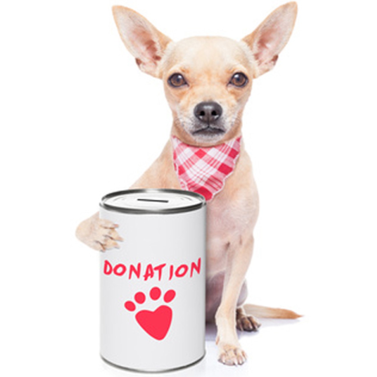 Hunde-Überraschungsbox CHARITY - die Spendenbox