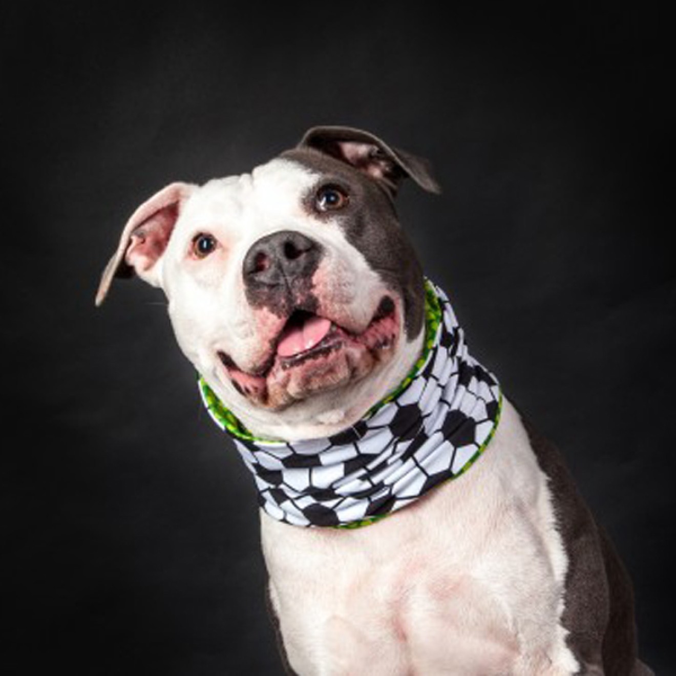 Doggyloop WADENBEISSER Grösse L, XL - Das Fussball-Hundehalstuch