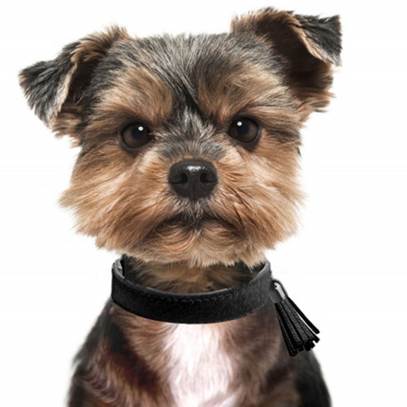 Milk & Pepper Fell-Hundehalsband SERVAL black mit Quaste