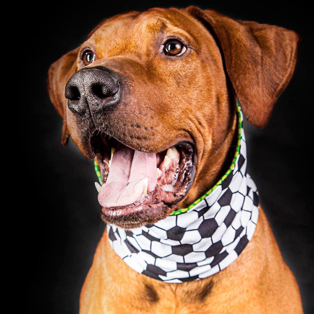 Doggyloop WADENBEISSER Grösse L, XL - Das Fussball-Hundehalstuch