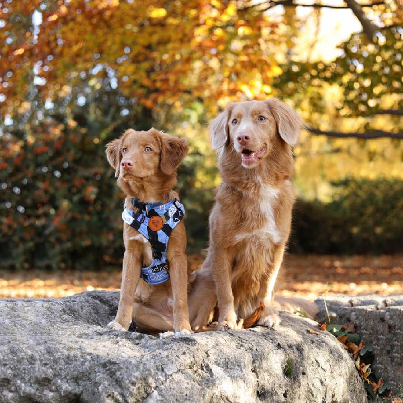 Atmungsaktives Hundegeschirr California Blue