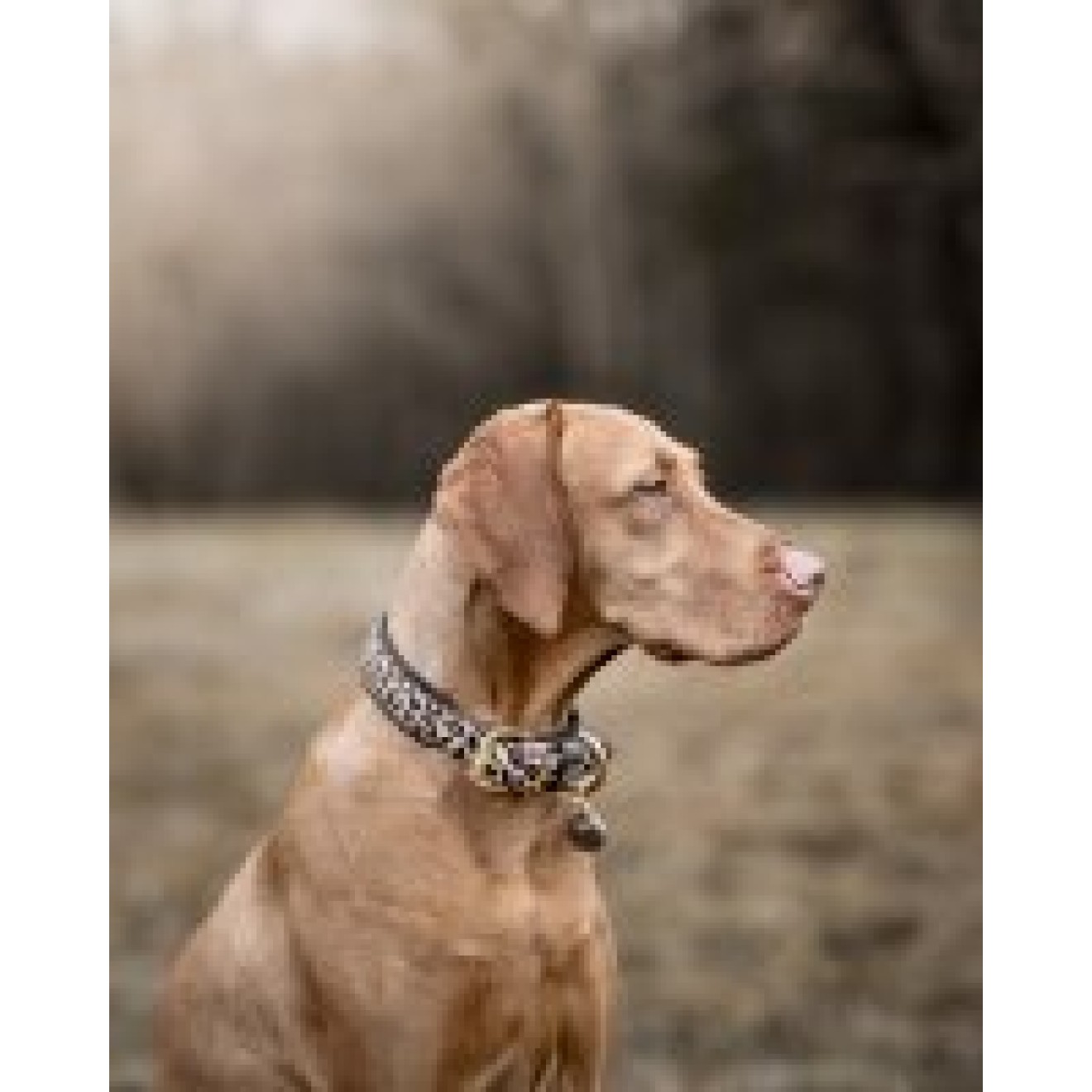 Leopard-Hundehalsband mit Löwenkopf