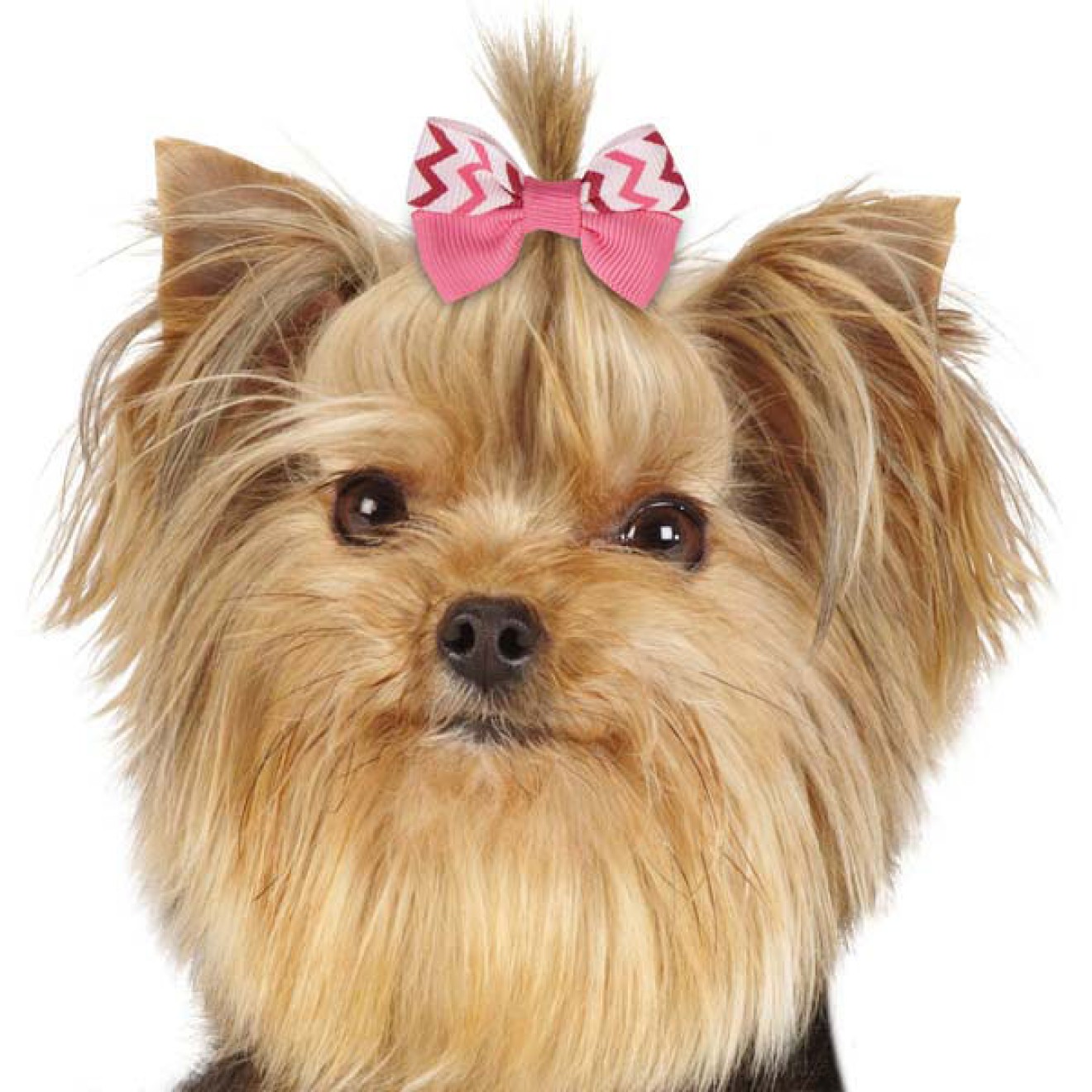 Hunde-Haarschleifen-Set SWEETY