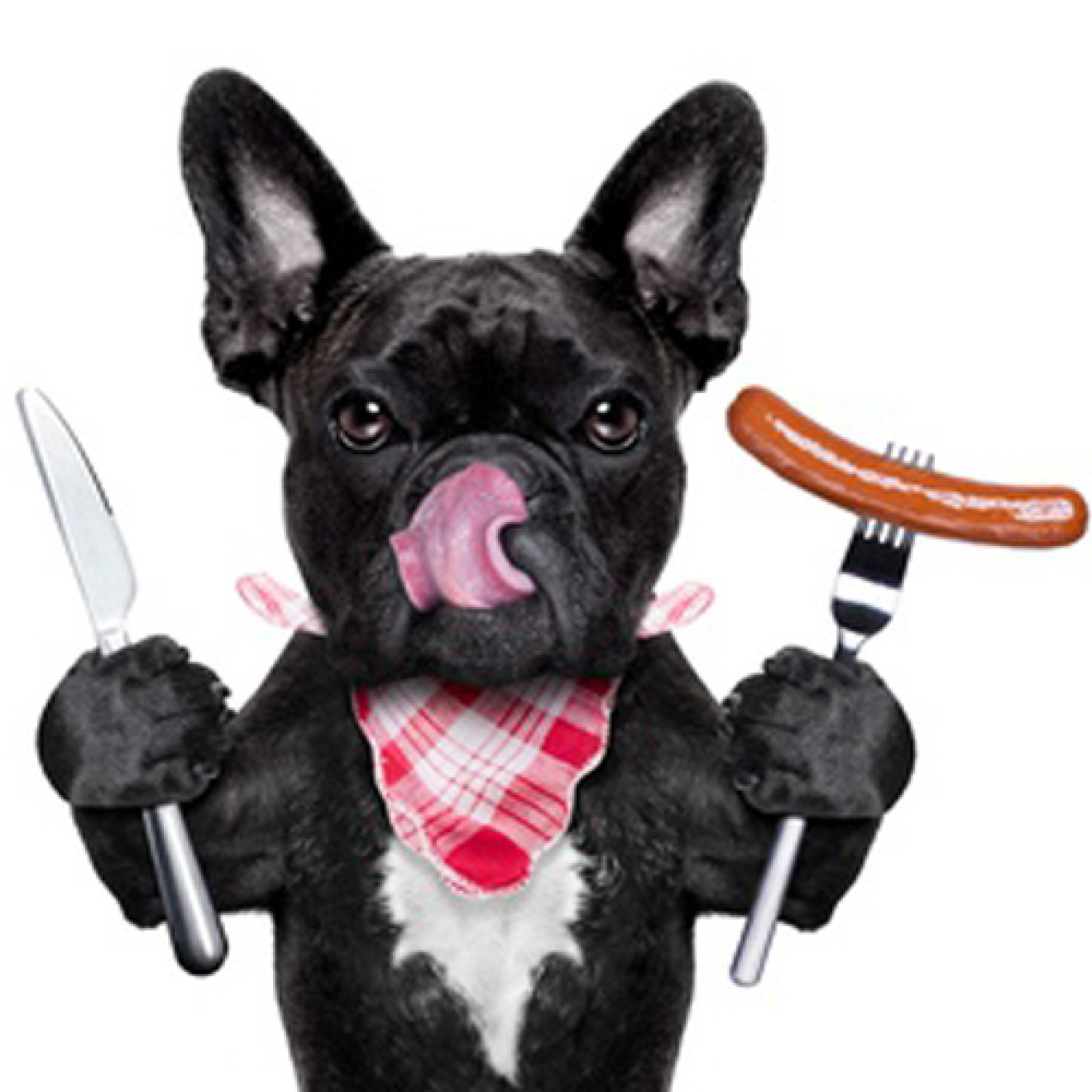 Hunde-Überraschungspaket DOGGY BBQ - für Grillfans auf 4Pfoten