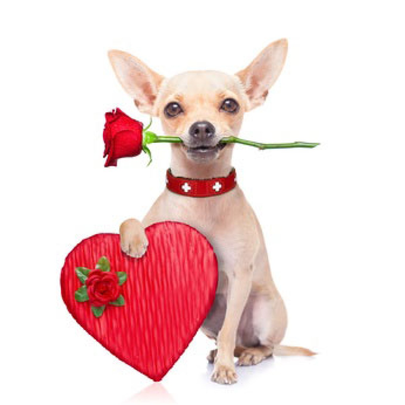 Valentins-Überraschungsbox für Hunde