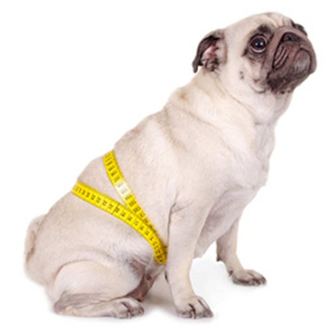 Abnehm-Überraschungspaket für Hunde LOW CARB, FAT + FITNESS