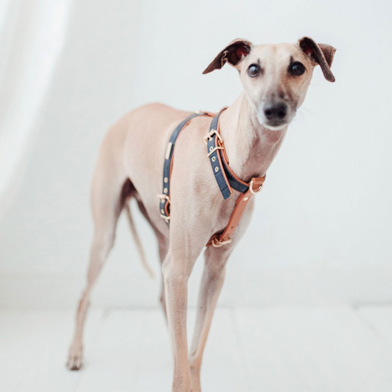 Exklusives Hundegeschirr Leder Milano Navy