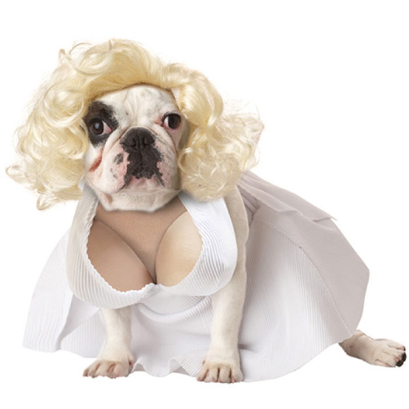 Hundekostüm Marilyn M. Grösse XS - S