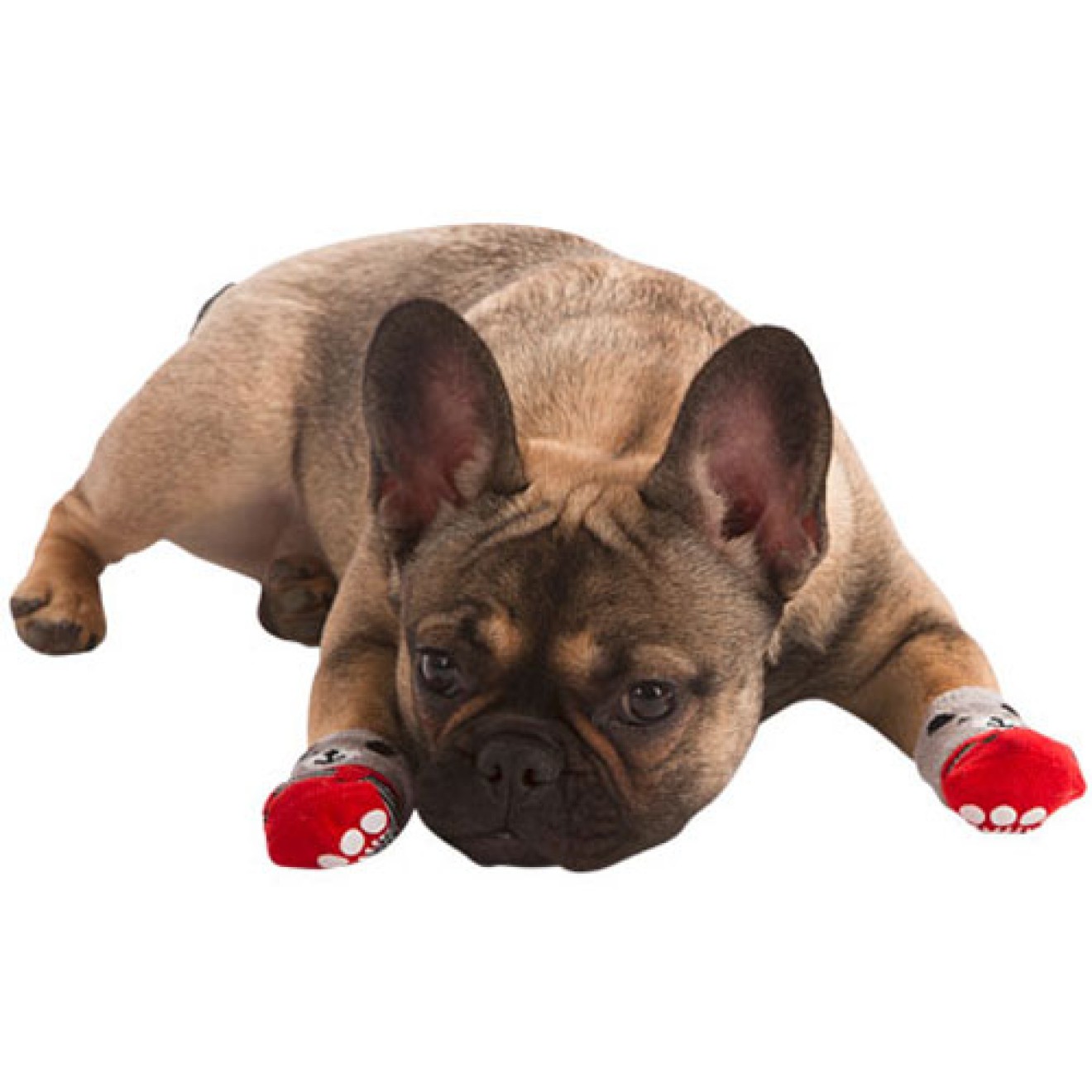 ABS-Hundesocken My Sweet Teddy, Gr. M