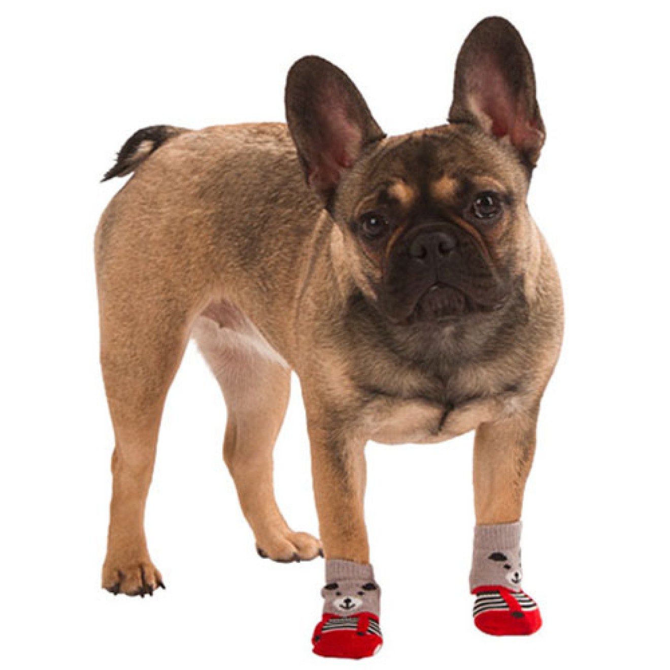 ABS-Hundesocken My Sweet Teddy, Gr. M