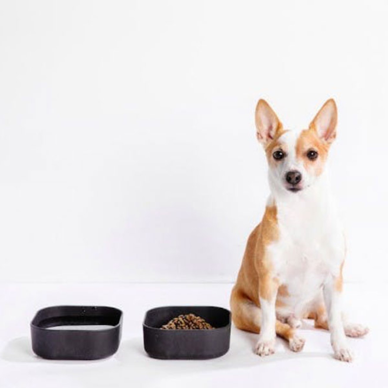 Schwarzer Hundenapf Scandic aus Bio-Material mit Holzfasern