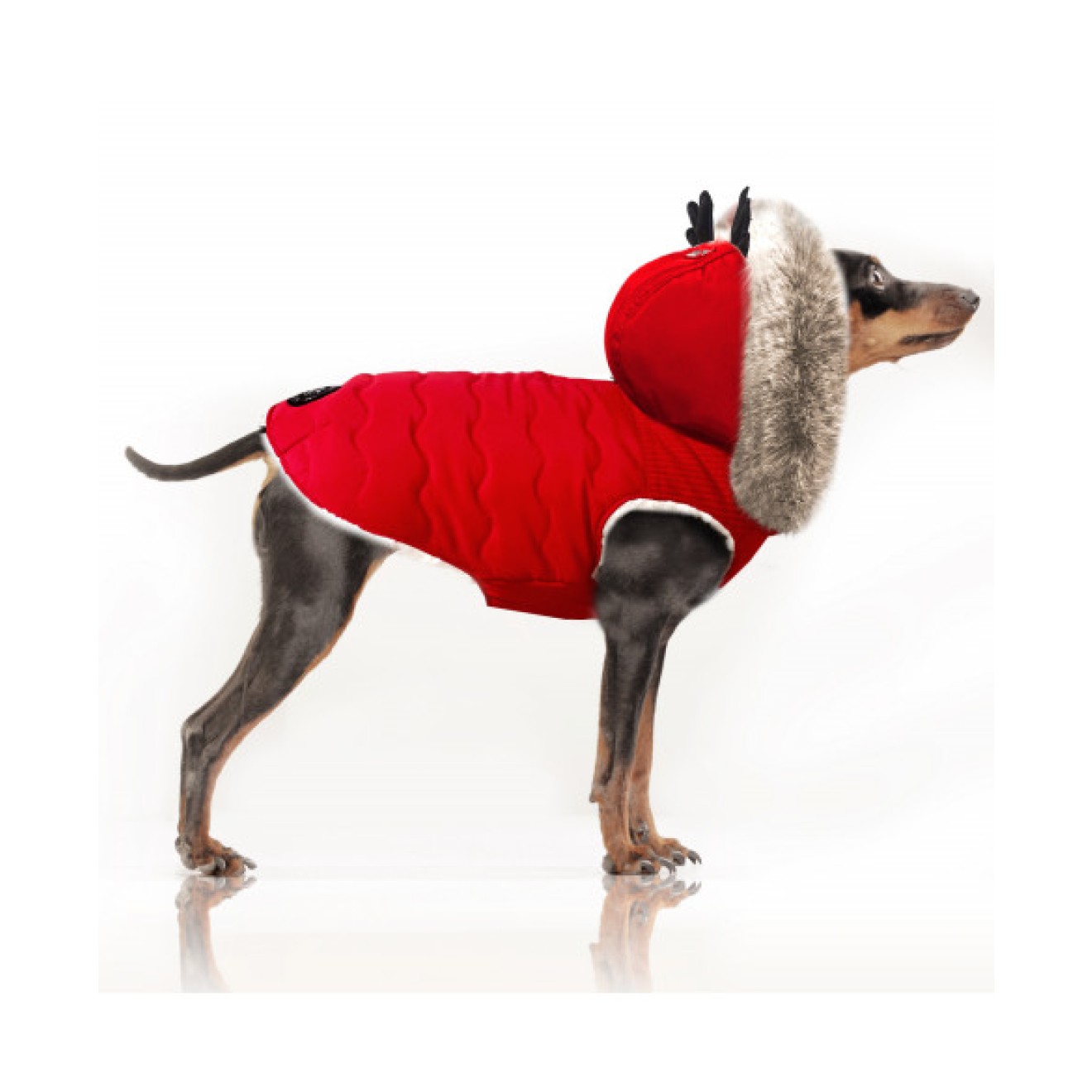 Milk & Pepper Hundejacke DARIUS für kleine & mittlere Rassen