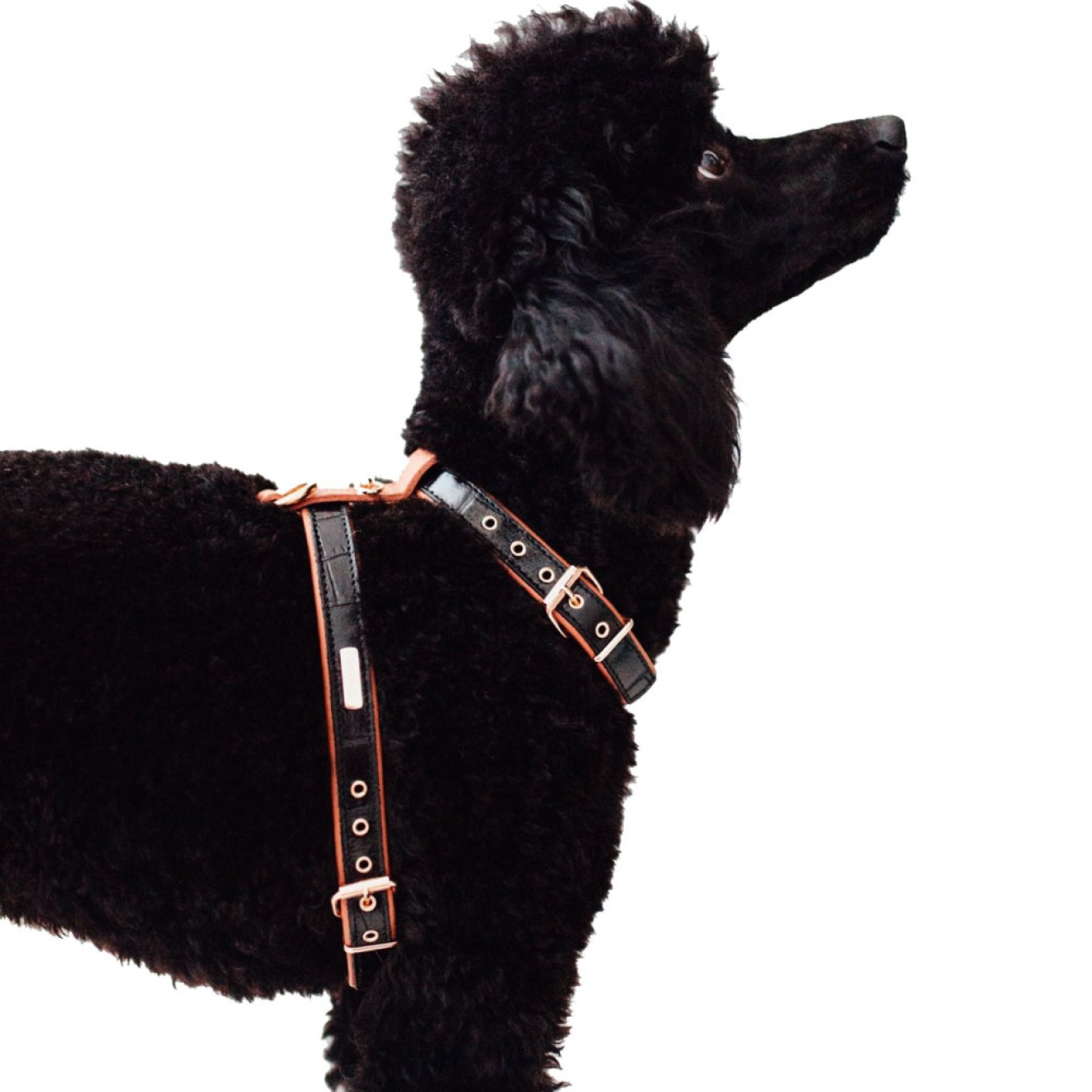 Exklusives Hundegeschirr Leder Milano Black