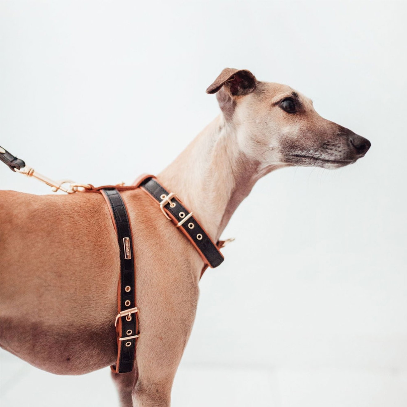 Exklusives Hundegeschirr Leder Milano Black