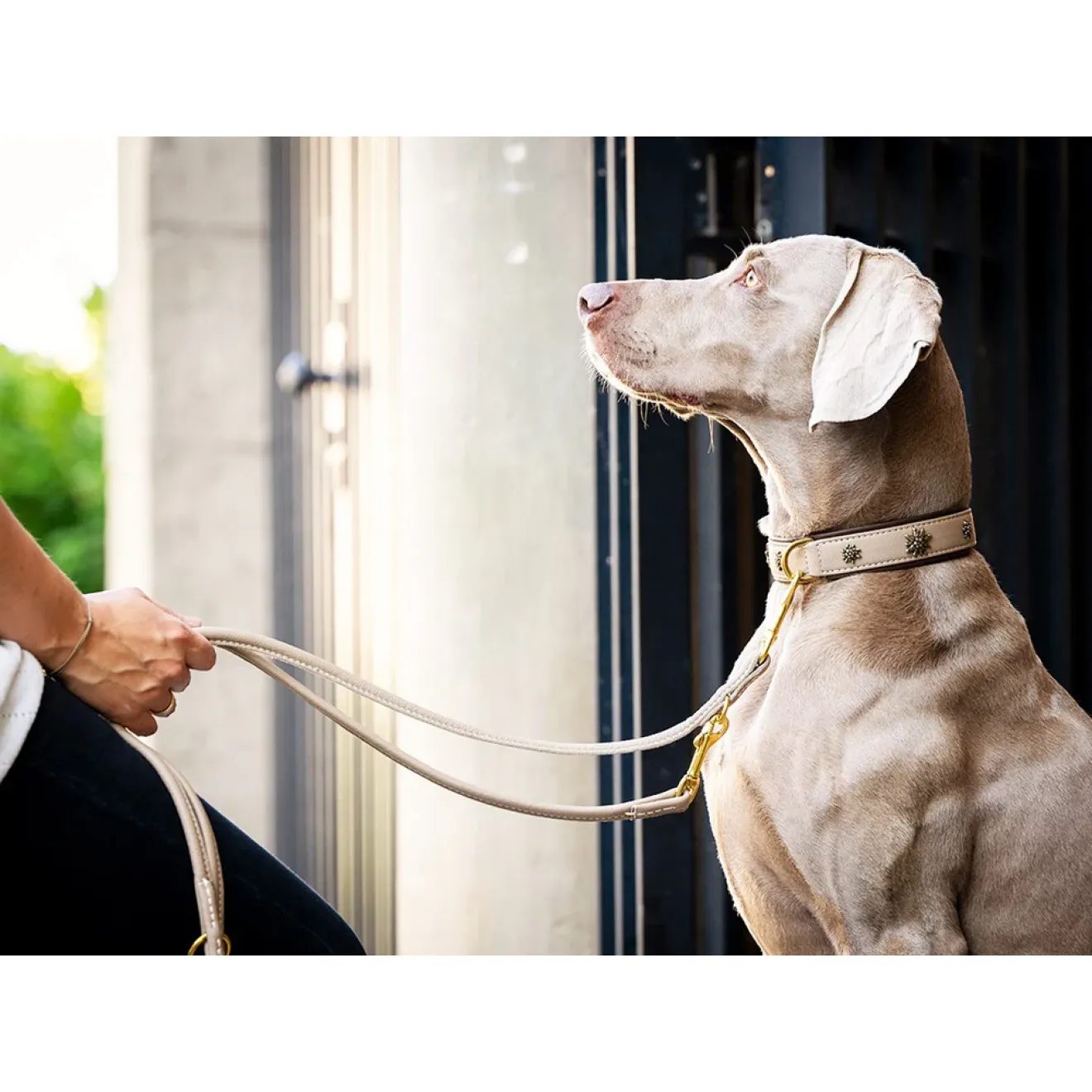 Leder-Hundehalsband Alpen Edelweiß