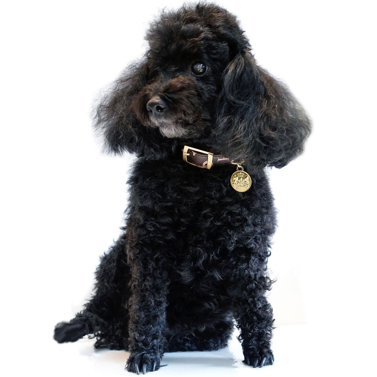 Hundehalsband Signature mit Anhänger