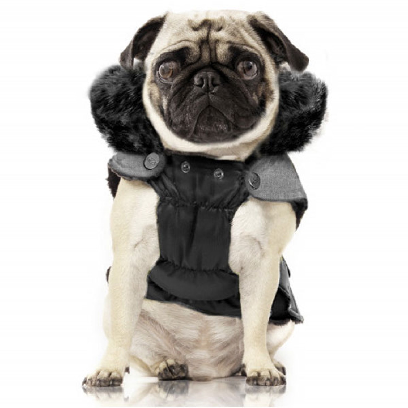 Milk & Pepper wasserabweisender Hundemantel Harlington auch für Mops & Bully