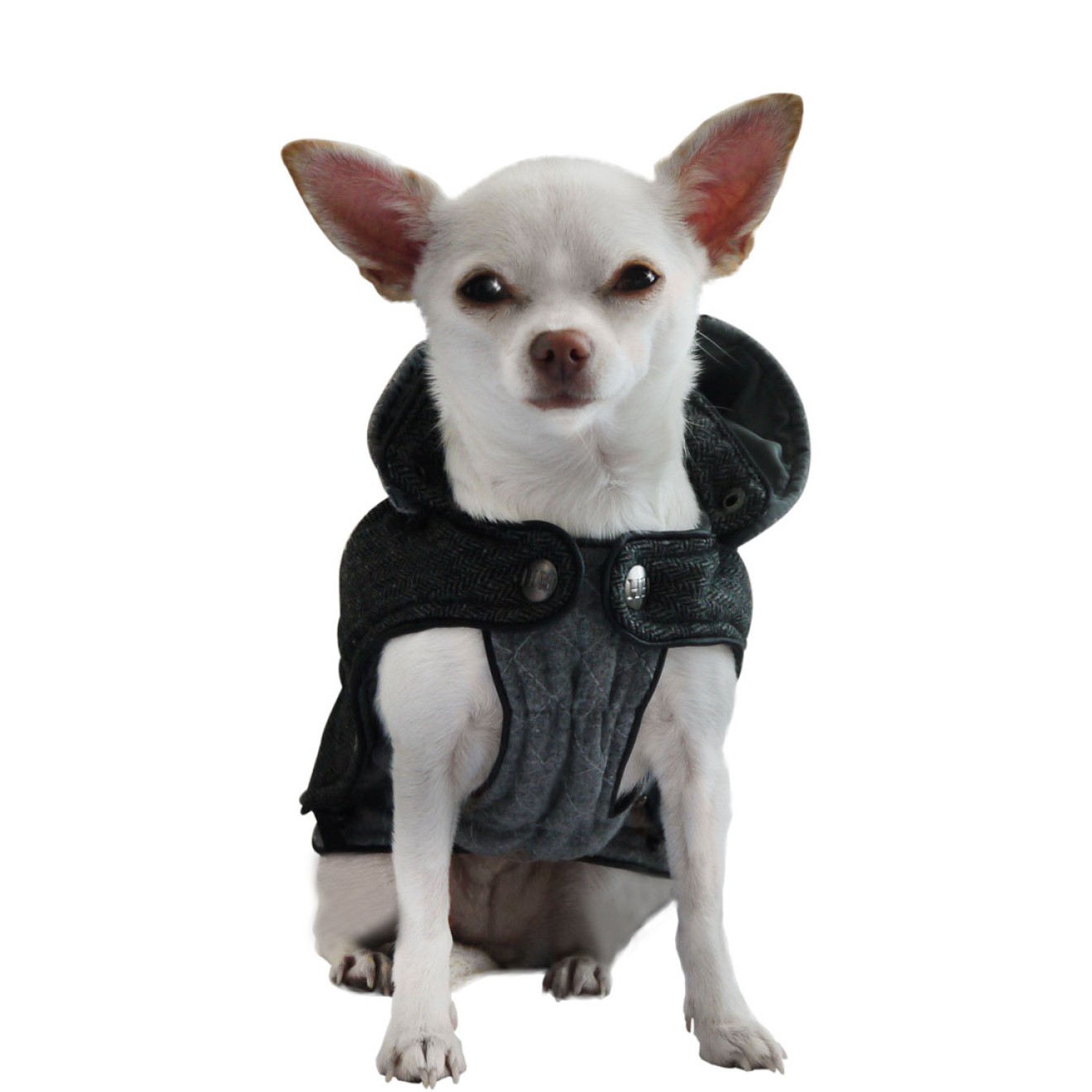 Luxuriöser Hundemantel Jasje My für kleine Rassen