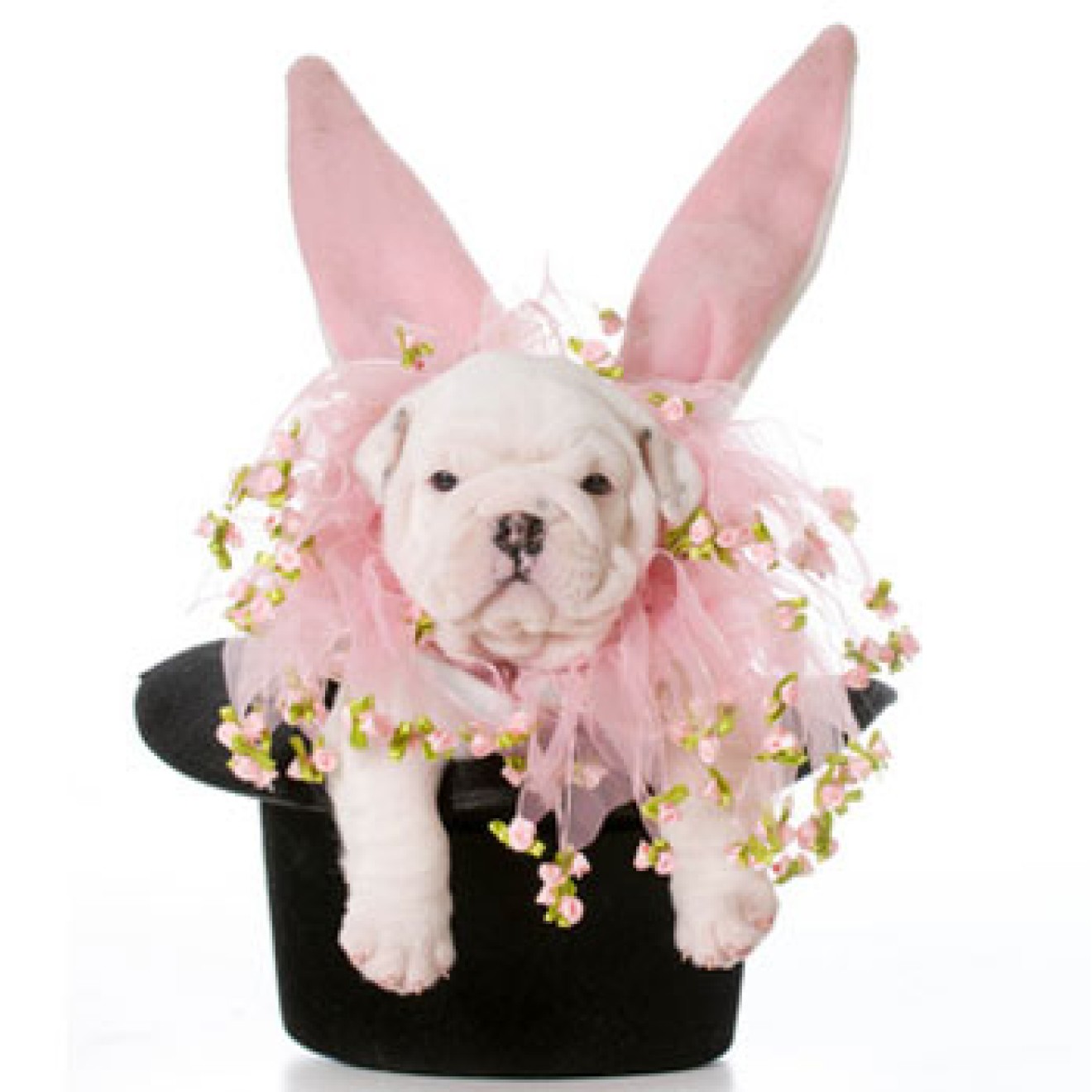 OsterÜberraschungspaket kleine Hunde, HundeÜberraschungsbox