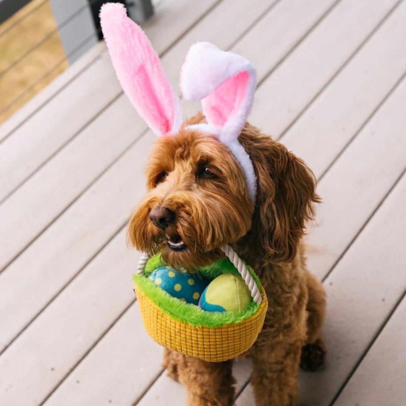 Interaktives Hundespielzeug OSTER-KÖRBCHEN