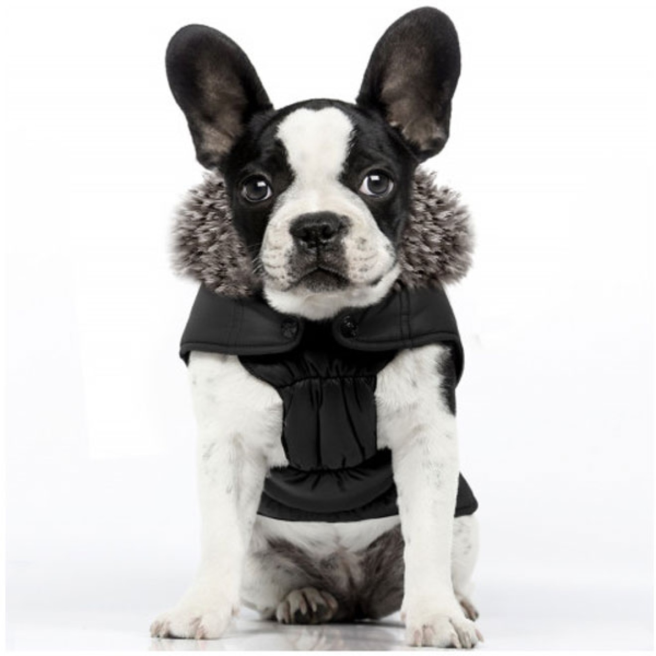Milk & Pepper Hundeparka Fjord Black auf für Mops & Bully