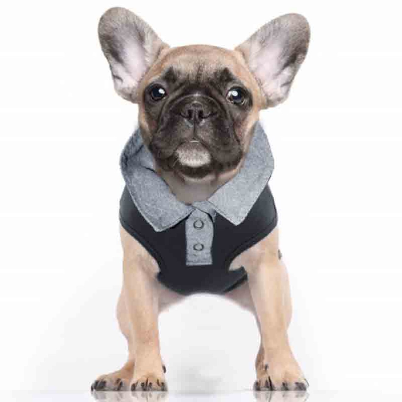 Maritimes Poloshirt für Hunde TRISTAN Milk & Pepper