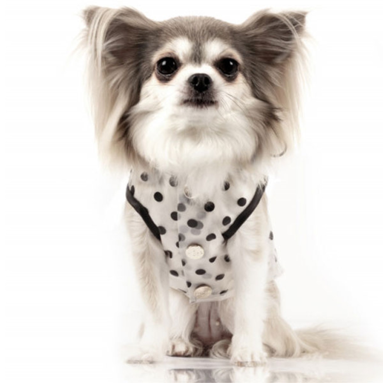 Milk & Pepper Hunderegenmantel PORTOFINO