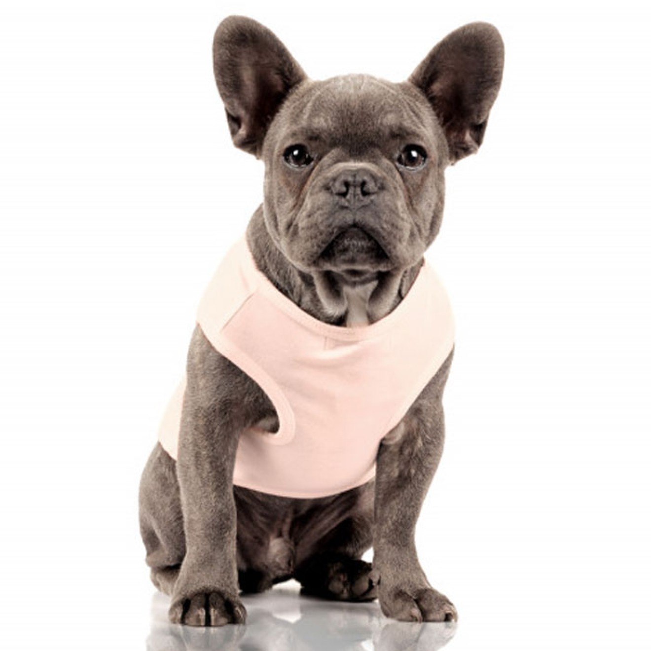 Milk & Pepper Hundeshirt FRENCH KISS für Bully & Co.