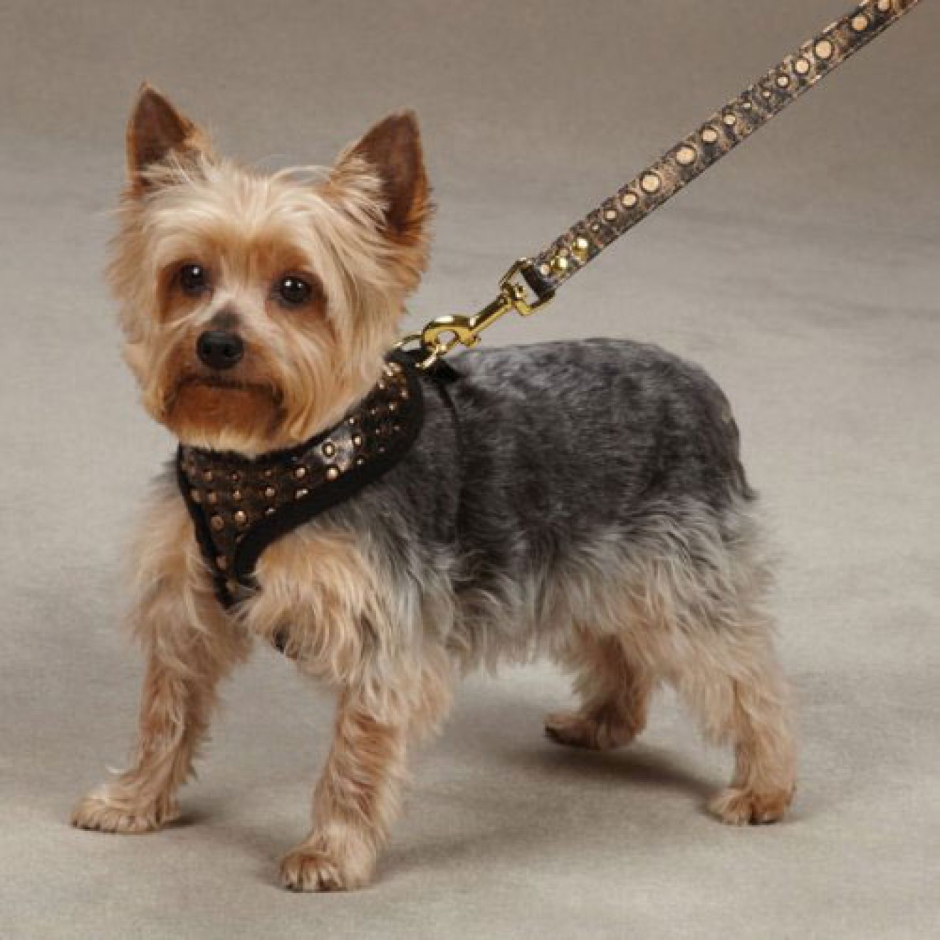 Softbrustgeschirr für Hunde Nietenoptik Kupfer