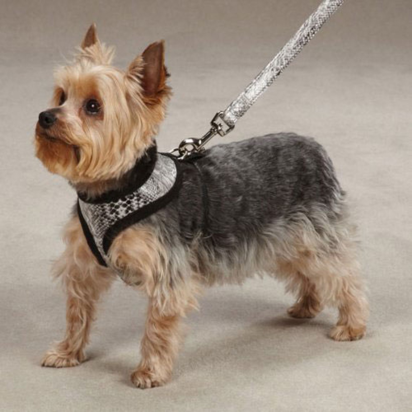 Softbrustgeschirr für Hunde Snake in Schlangenoptik