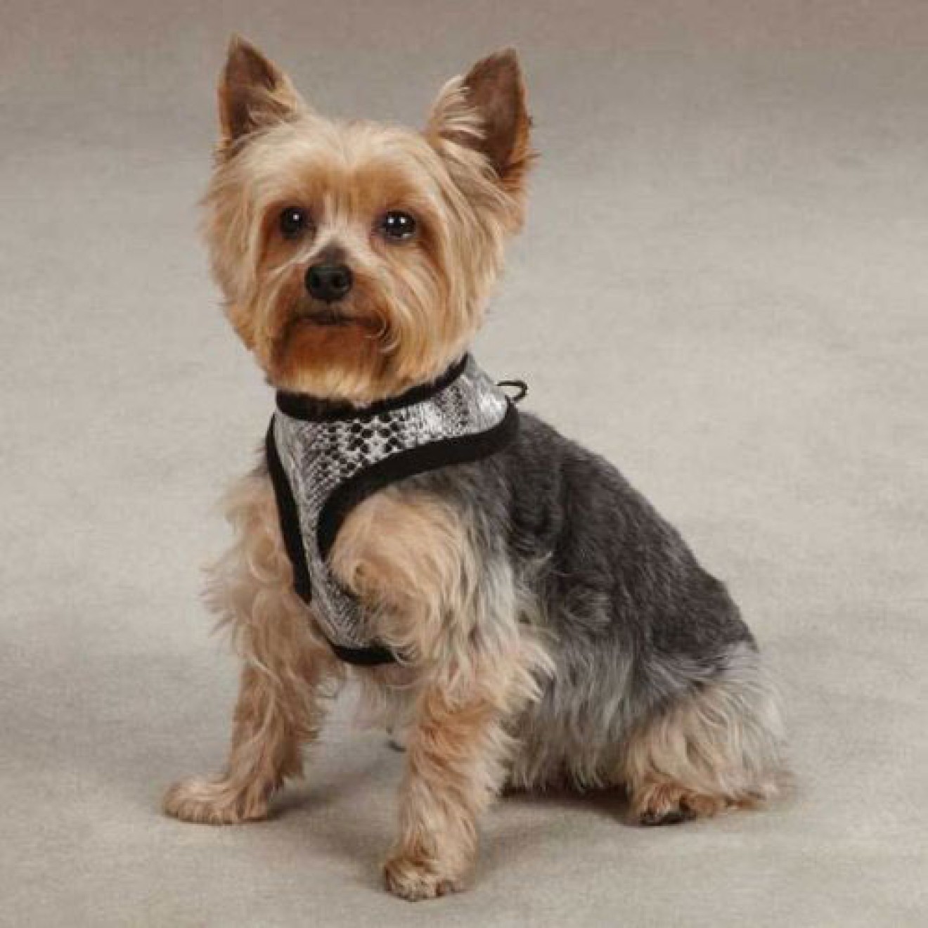 Softbrustgeschirr für Hunde Snake in Schlangenoptik