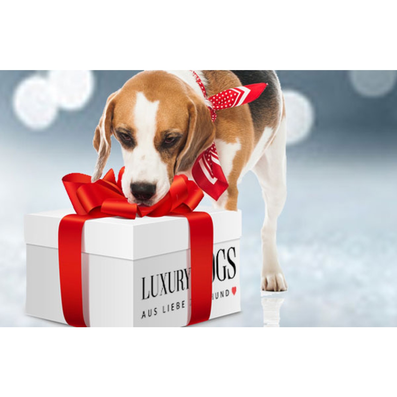 Weihnachts-Überraschungsboxen für Hunde
