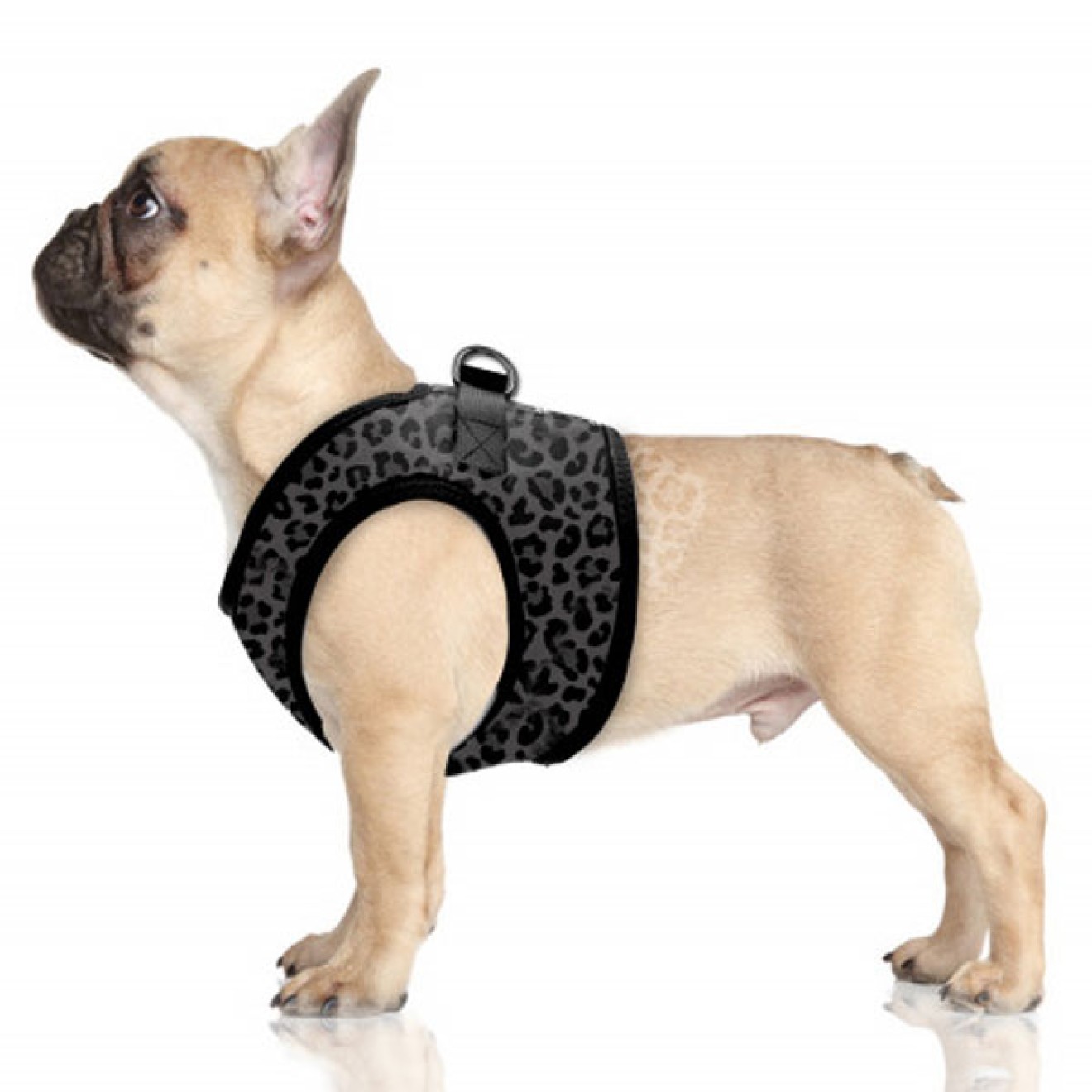Milk & Pepper Hundegeschirr Tanzania Leo-Design Leopard grau
