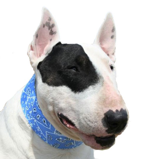 Aqua Coolkeeper Kühlhalsband Blue Western