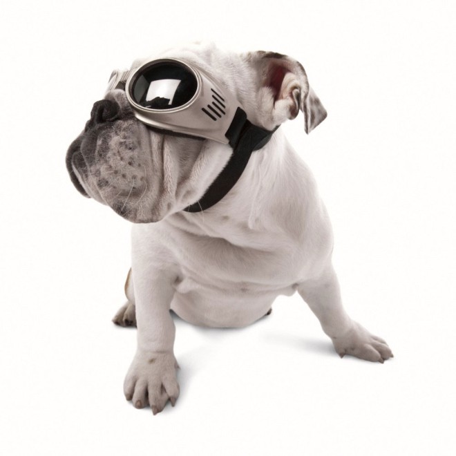Hundebrille Chrome