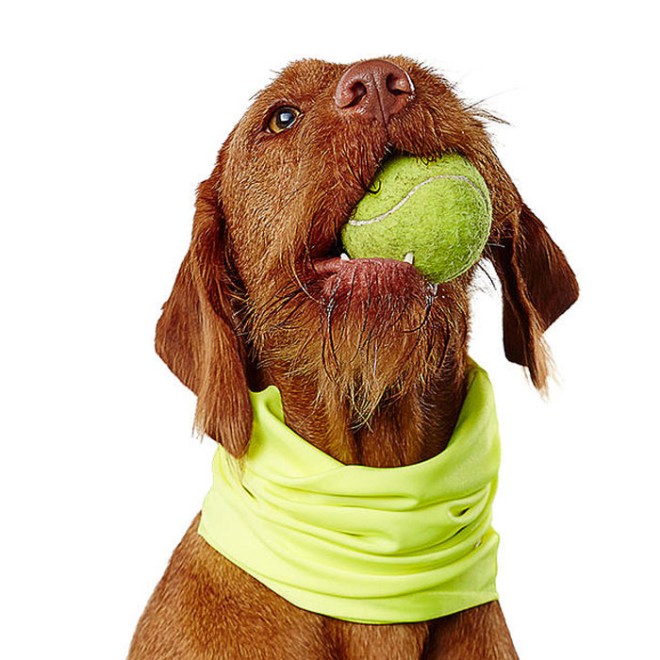 Doggyloop DOGACTIVE neon gelb Gr. M, L
