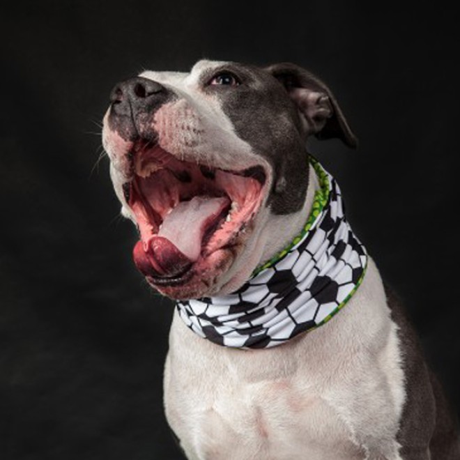 Doggyloop WADENBEISSER Grösse L, XL - Das Fussball-Hundehalstuch