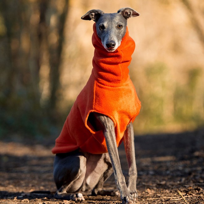 Fleece-Windhundpullover orange Grafschaft Kent