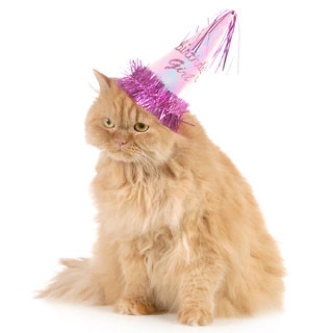 Geburtstags-Überraschungspakete Kätzin