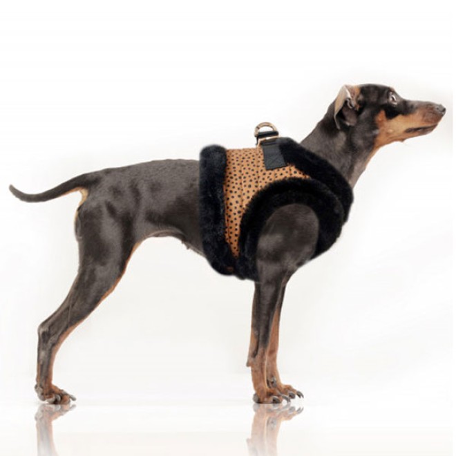 Milk & Pepper Hundegeschirr Katoun Camel