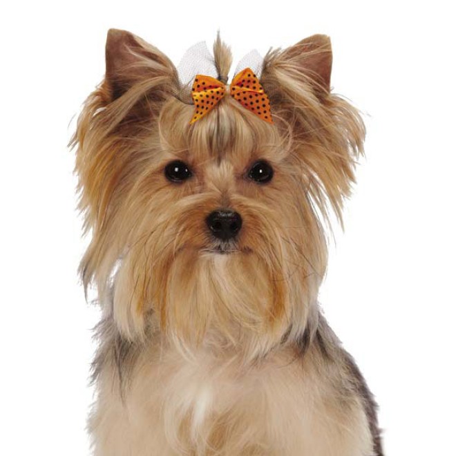 Hunde-Haargummi-Set Halloween