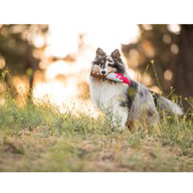 Robustes Halloween-Hundespielzeug Schlachtermesser