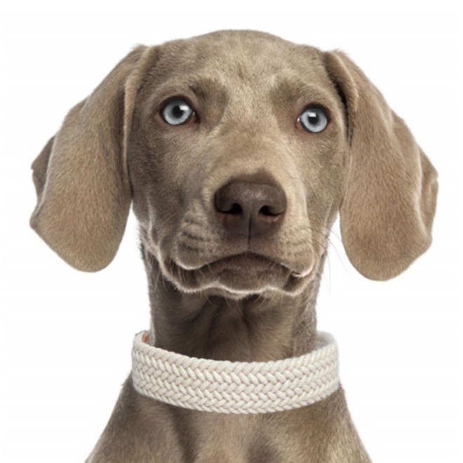 Milk & Pepper Hundehalsband in Flechtoptik EDWARD off-white