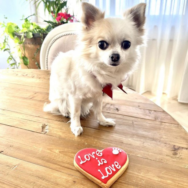 Herz-Hundekuchen LOVE is LOVE in Geschenkbox