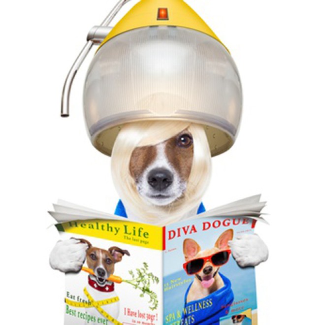 HundeÜberraschungsbox BAD HAIR DAY Fellpflegeprodukte online kaufen